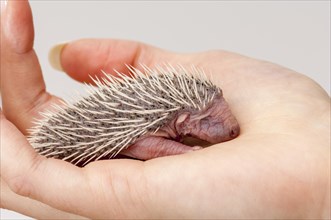 European european hedgehog