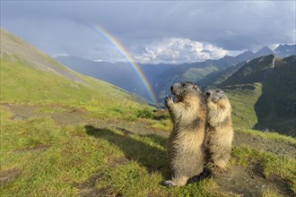 Alpine Marmot