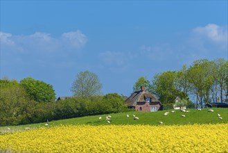 Reed house on a dwelling mound