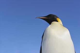 Emperor penguins