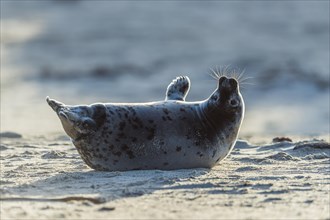 Grey Seal