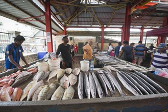 Fish Market at Sir Selwyn Selwyn-Clarke Merket