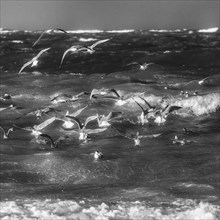 Seagulls and ducks in the storm on the north beach