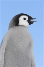 Emperor penguins