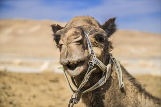 Camel as a mount rests in the Negev desert