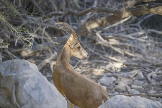 Nubian ibex