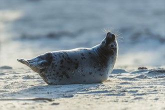 Grey Seal