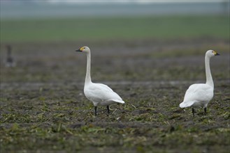 Tundra swan