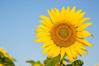 Single flower of sunflower