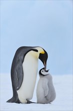 Emperor penguins