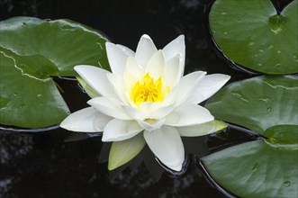 Flowering european white water lily