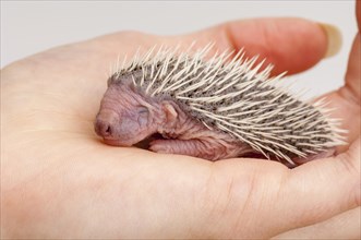 European european hedgehog