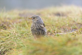 Alpine Accentor