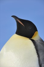 Emperor penguins