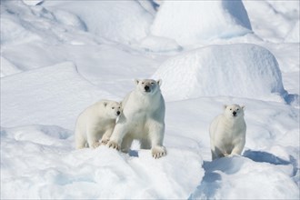 Polar bear