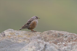 Alpine Accentor