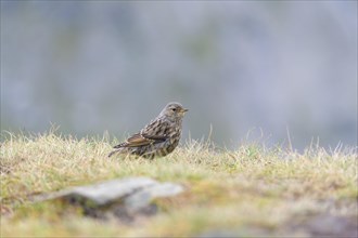 Alpine Accentor