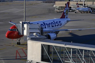 Aircraft Edelweiss Air with docked jetway