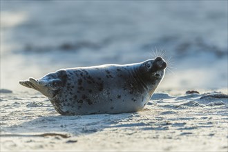 Grey Seal