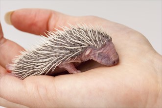 European european hedgehog