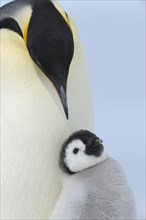Emperor penguins