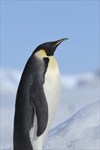 Emperor penguins