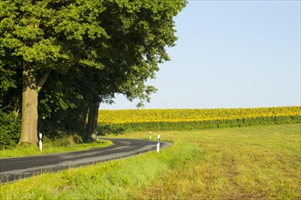 Small country road with sunflower field