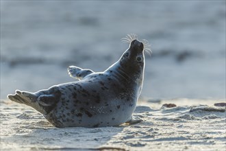 Grey Seal