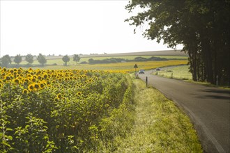 Small country road with sunflower field in the morning mist