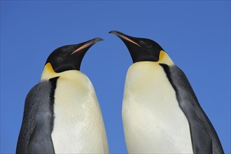 Emperor penguins