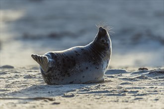 Grey Seal