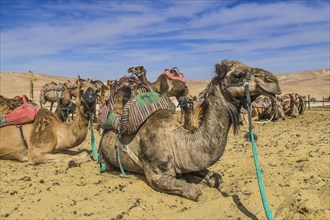 Camels as mounts resting in the Negev Desert