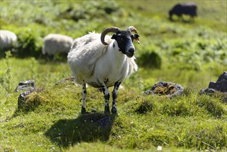 Aries domestic sheep
