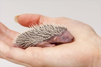 European european hedgehog