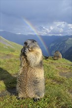 Alpine Marmot