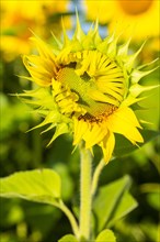 Flower of a sunflower