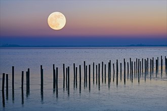 Moonrise in wintry landscape on the shore of Lake Duemmer