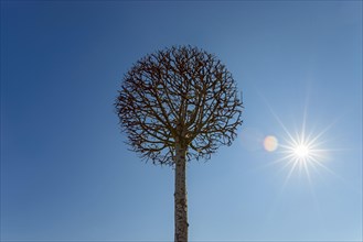 Tree cut as globe in shape with sun