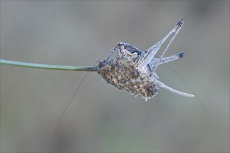 Gray bush-cricket