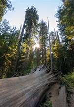 Fallen sequoia