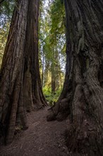 Trunks of two redwoods