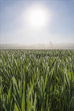 Wheat field on morning with sun and haze
