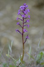 Long-spurred orchid