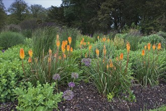 Flowerbed with torch lilies
