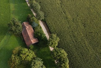 Old house roof in an agricultural landscape with maize field and gravel path from above