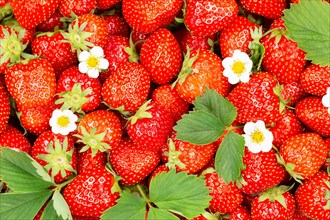 Strawberries berries fresh fruit Strawberry berry fruit from above with leaves and flowers