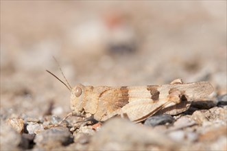 Red-winged grasshopper