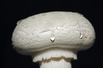 White horse mushroom