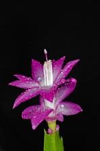 Red flower of a Schlumbergera with water drops