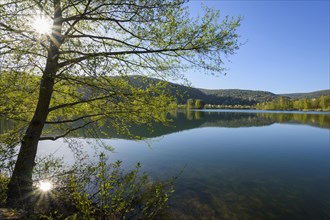 Lake with reflective landscape and tree in spring